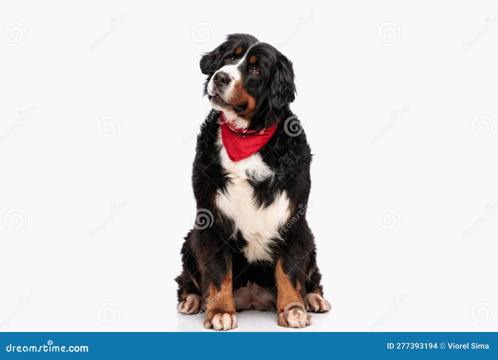 funny berna shepherd dog with red bandana looking away