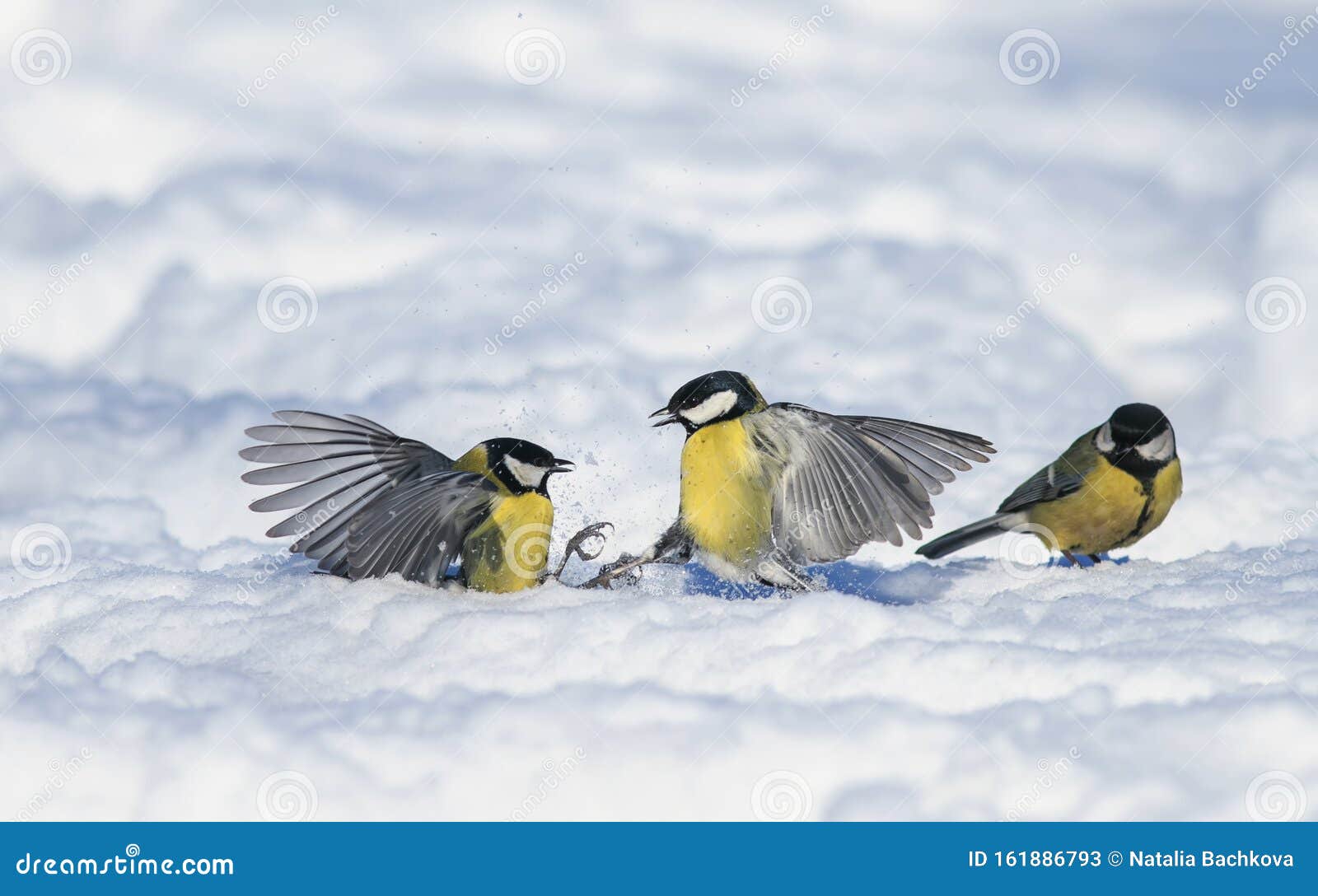 Little Funny Bird Tits Fight Waving Their Wings Wide In The White