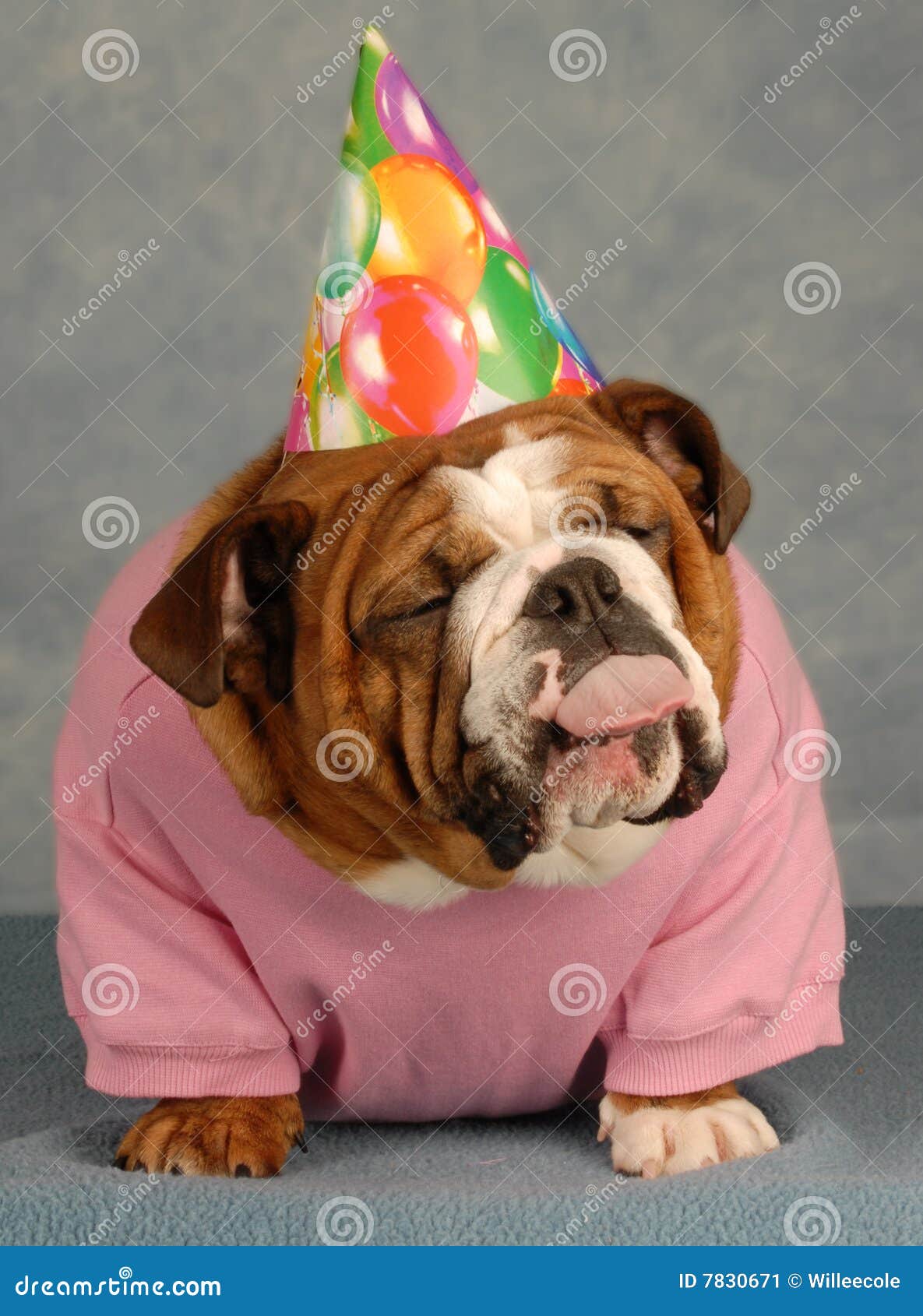 Funny Birthday Dog Stock Image Image 7830671