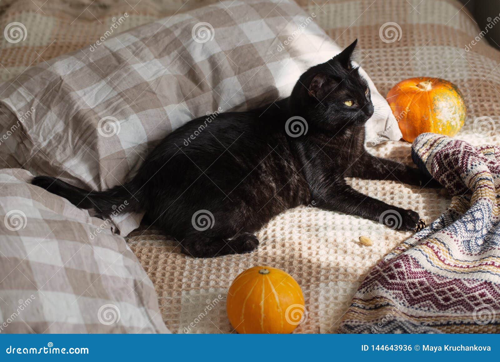 Black cat on bed stock photo. Image of home, lovable 144643936