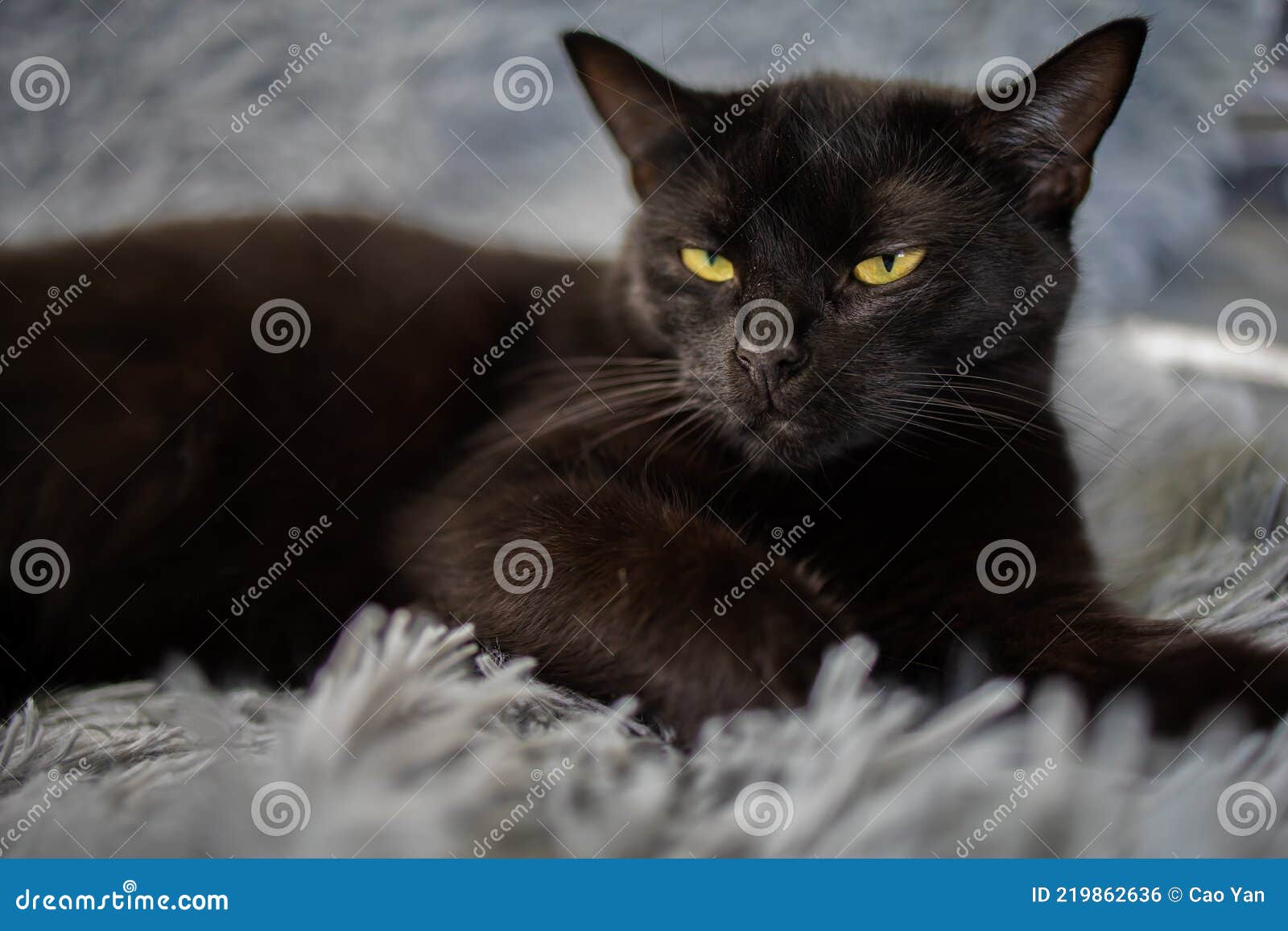 a picture of an angry black fuzzy cat with yellow