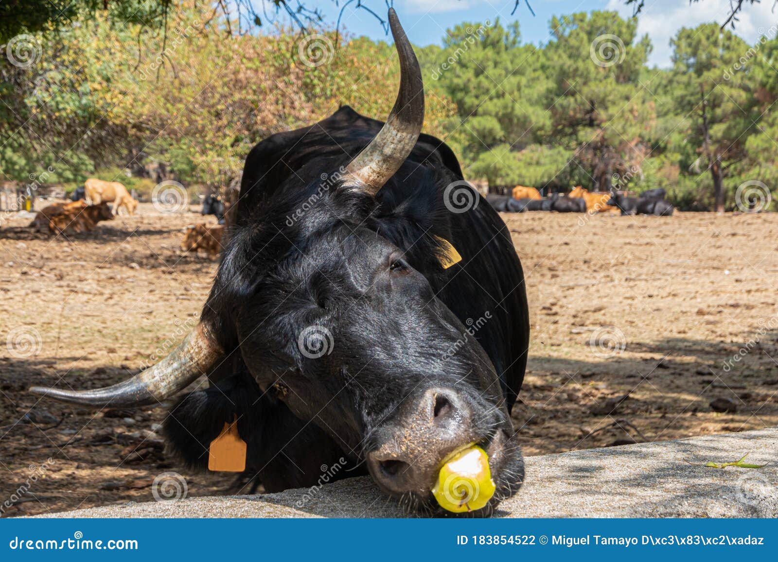 funny black cow eating an  apple at sierra de guadarrama, madrid, spain