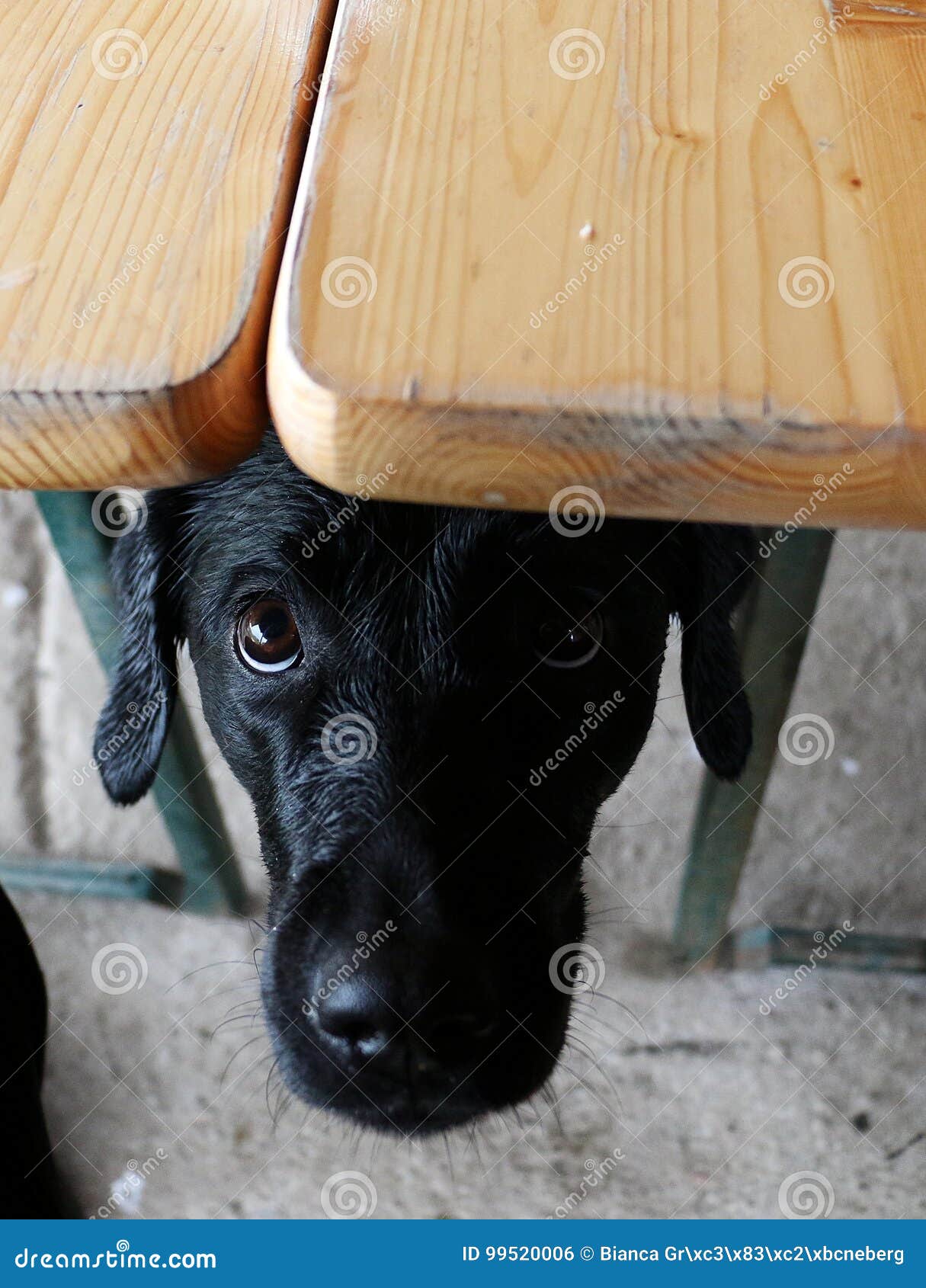 Funny Black Labrador Under the Table Stock Photo Image of healthy