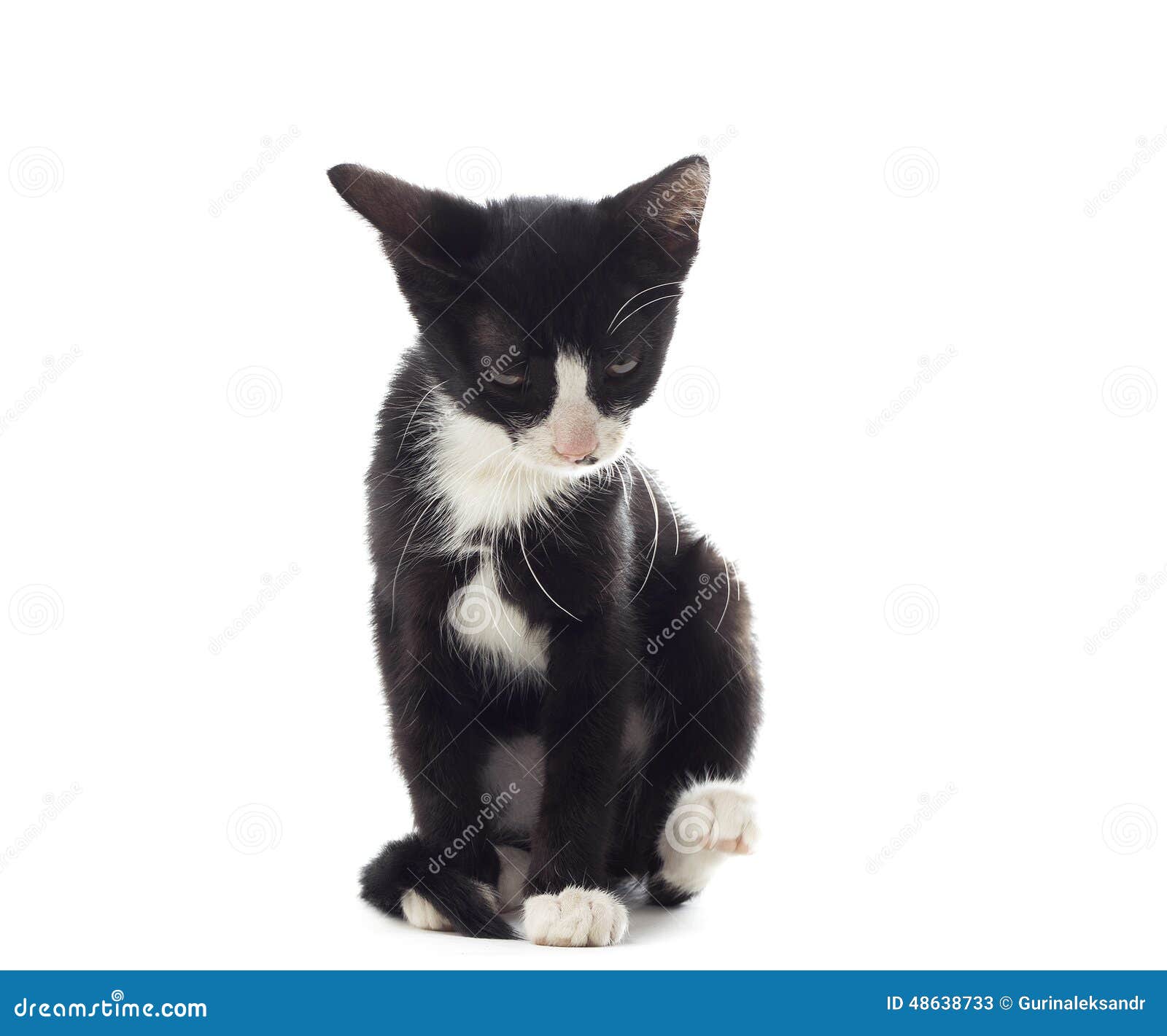 Funny black and white cat stock image. Image of pets - 48638733