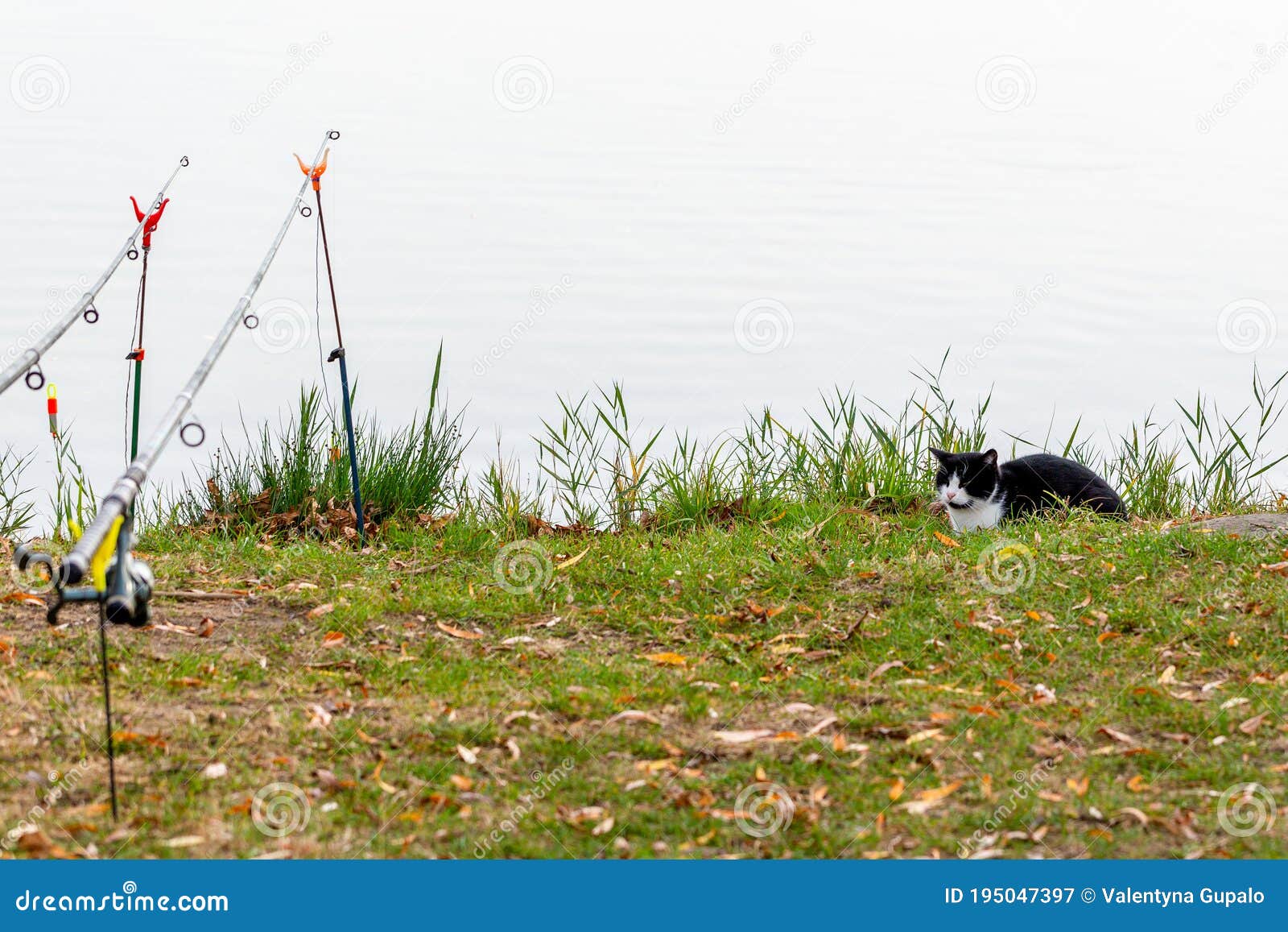 Funny Black And White Cat Sits On The Shore Of Pond Near Fishing Rod
