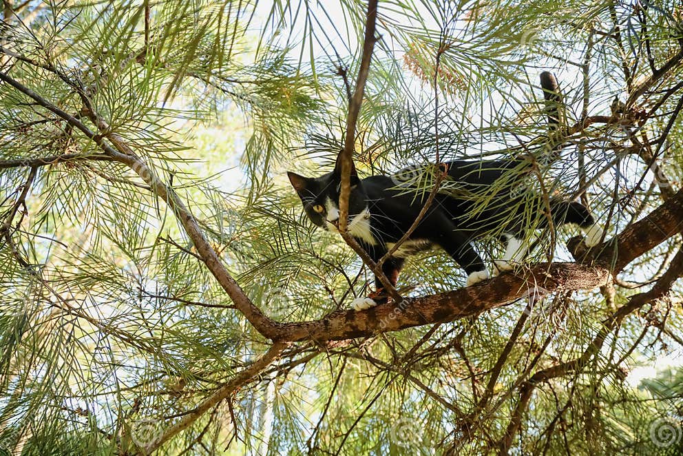 Funny Black and White Cat Stuck in Tree Stock Photo Image of green