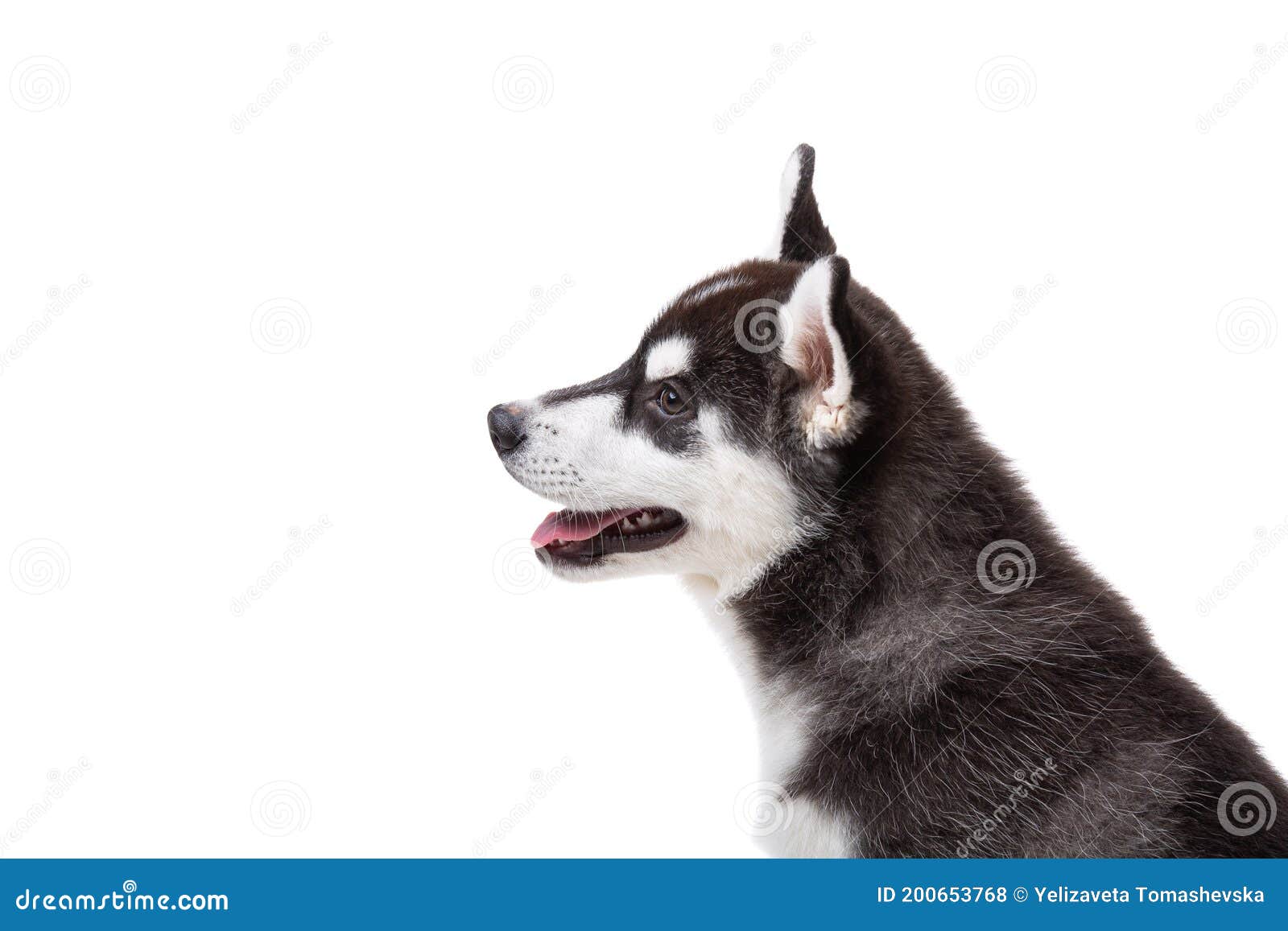 Funny Black White Wool Puppy Purebred Husky Female Puppy On White Isolated Background In Studio Smiling Face Of Domestic Pure Stock Photo Image Of Single Adorable 200653768