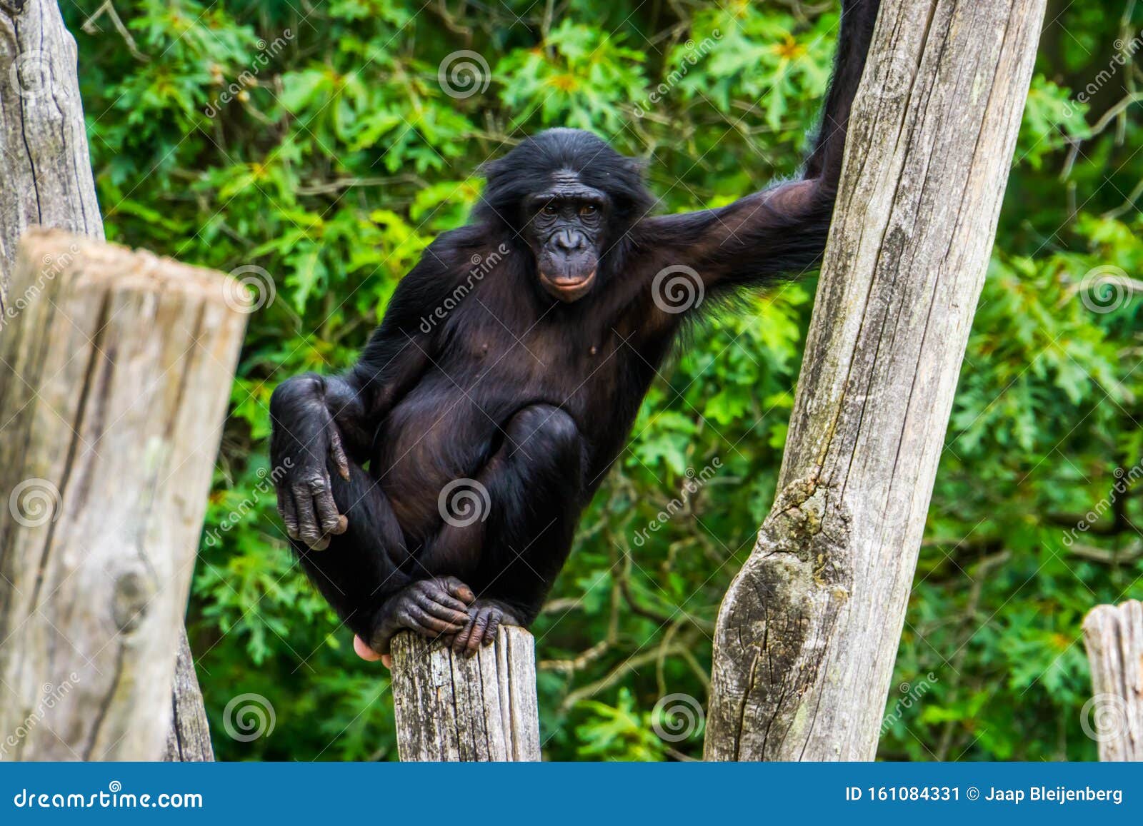 Funny Bonobo Standing in a Seductive Pose, Pygmy Chimpanzee, Human Ape,  Endangered Primate Specie from Africa Stock Image - Image of beautiful,  dwarf: 161084331