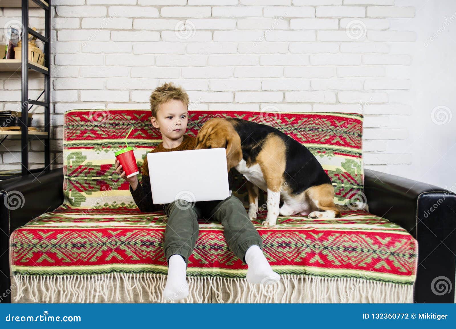 Funny Boy and Beagle Dog are Watching Laptop Stock Photo Image of