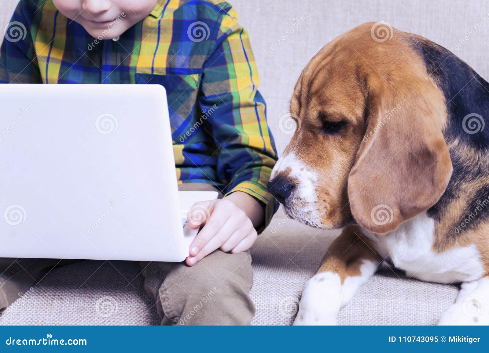 Funny Boy Playing a Laptop with a Beagle Dog Stock Image Image of