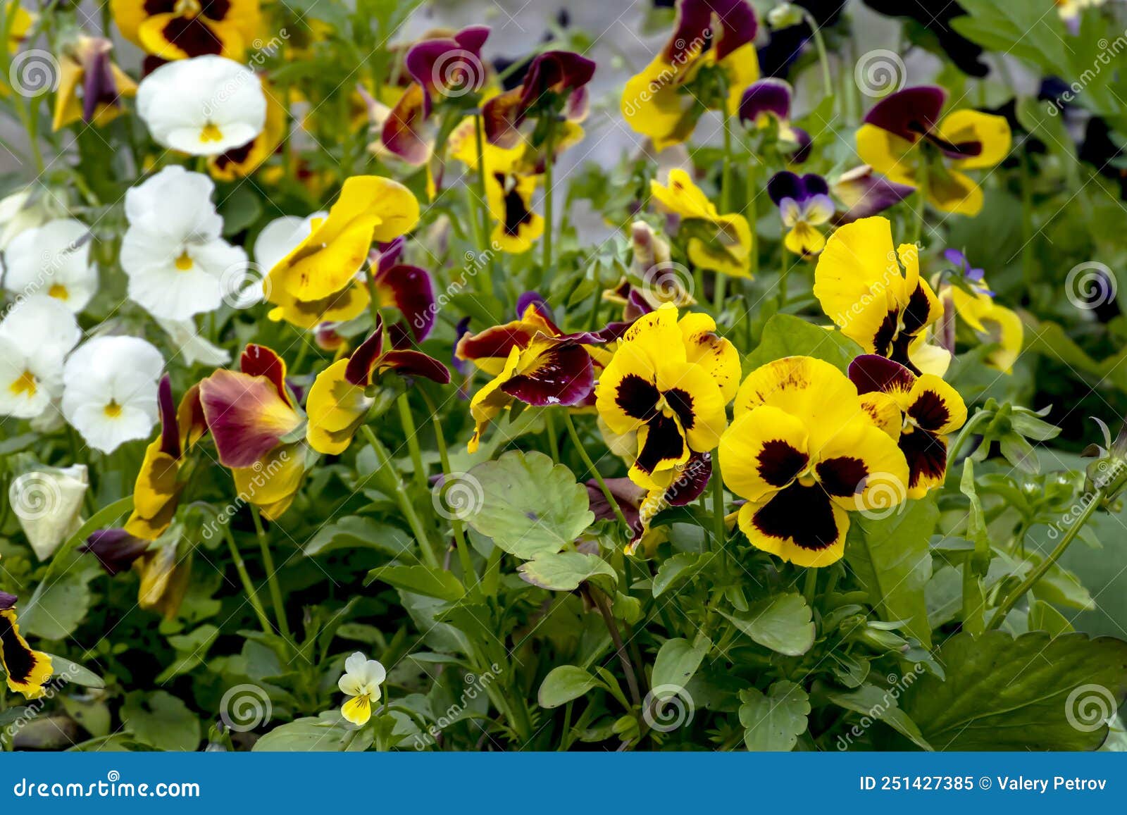 Bright Fresh Multicolored Pansies on Flower Beds Stock Image Image of
