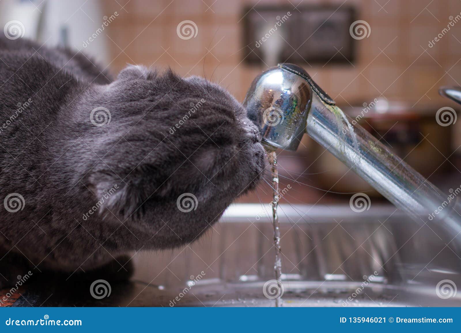 Funny British Cat Drink Water in the Bathroom. in Beautiful Style Gray Cats. Cute Animals. Beauty Portrait Stock Image - Image of beautiful, british: 135946021 Funny British Cat Drink Water in the Bathroom. in Beautiful Style Gray Cats. Cute Animals. Beauty Portrait Stock Image - Image of beautiful, british: 135946021