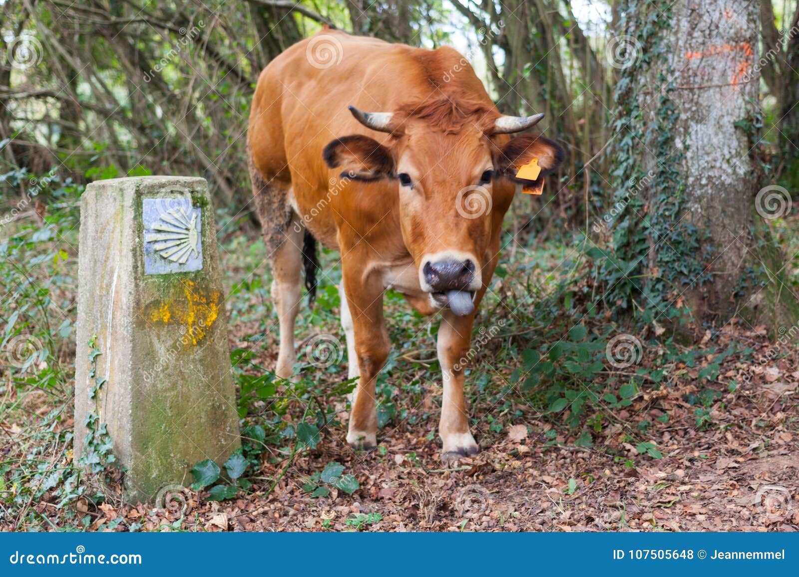 funny brown cow sticking out its tongue near camino de santiago way of saint james shell sign