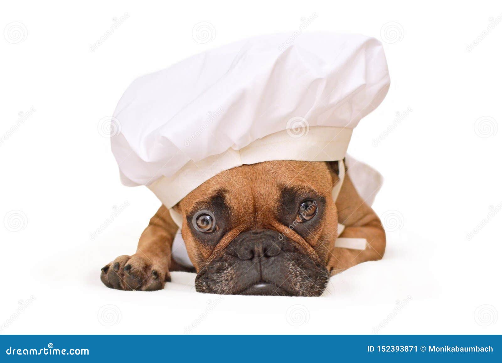 Funny French Bulldog Dog Lying on Ground Dressed Up As Cook Wearing a ...