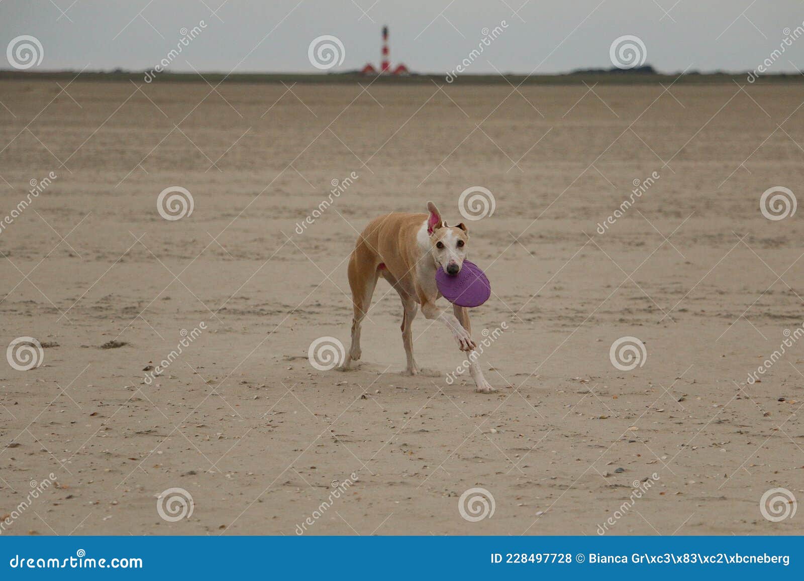 greyhound frisbee