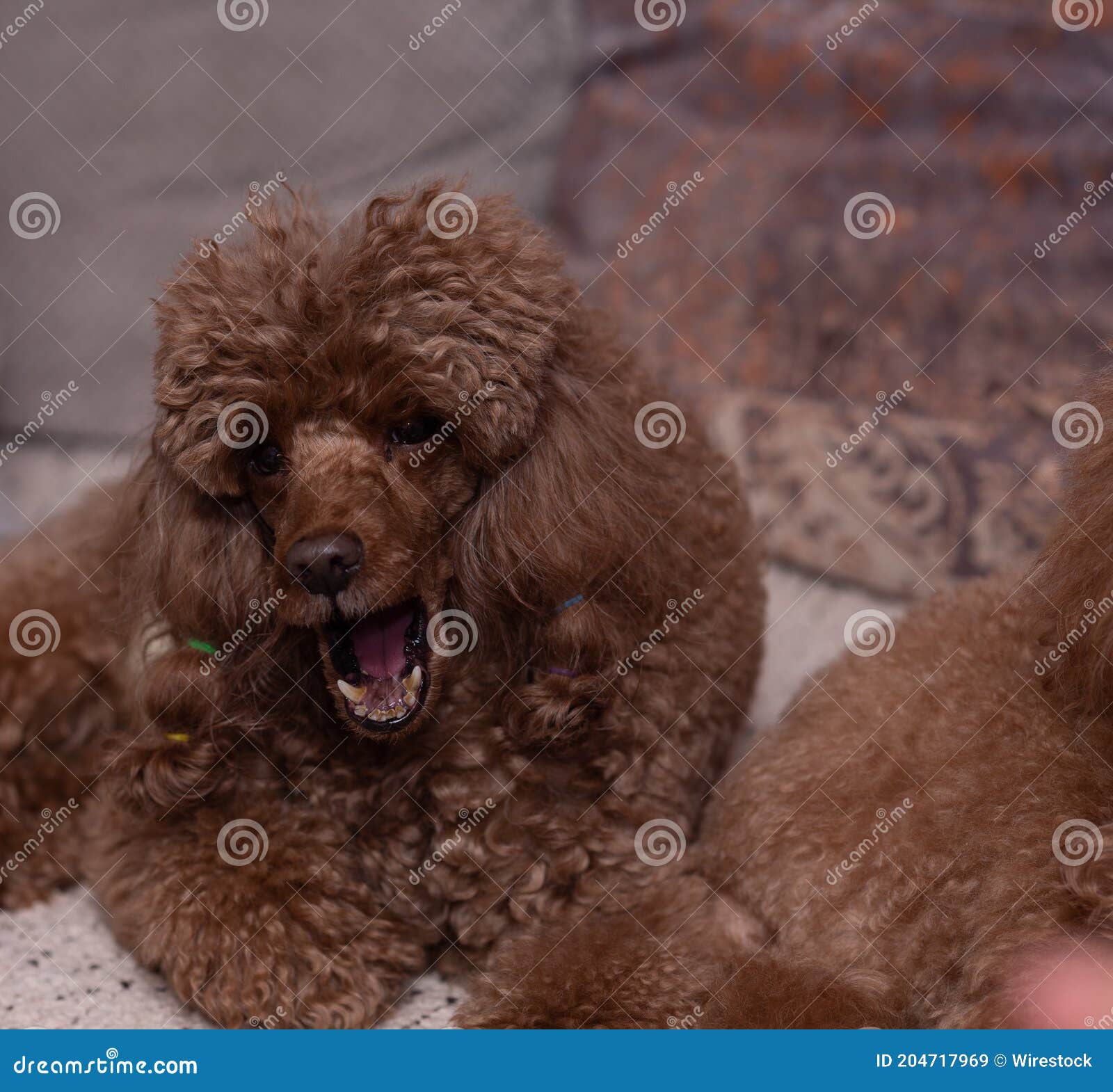 are poodles mouthy