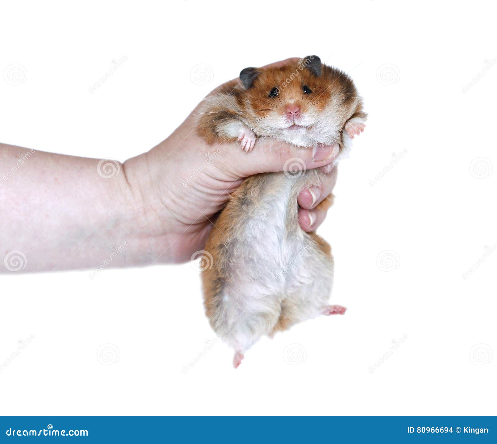 Funny Brown Syrian Hamster in a Female Hand Isolated Stock Photo - Image of caught, mammal: 80966694 Funny Brown Syrian Hamster in a Female Hand Isolated Stock Photo - Image of caught, mammal: 80966694