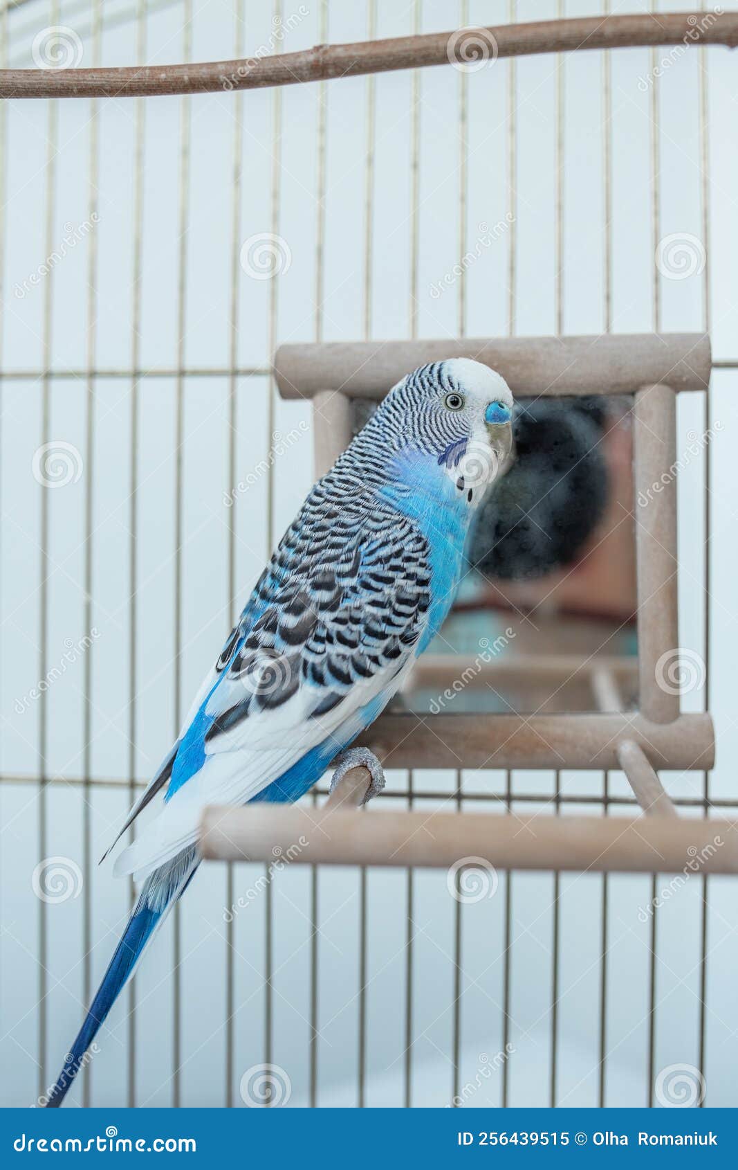 cute blue parakeets