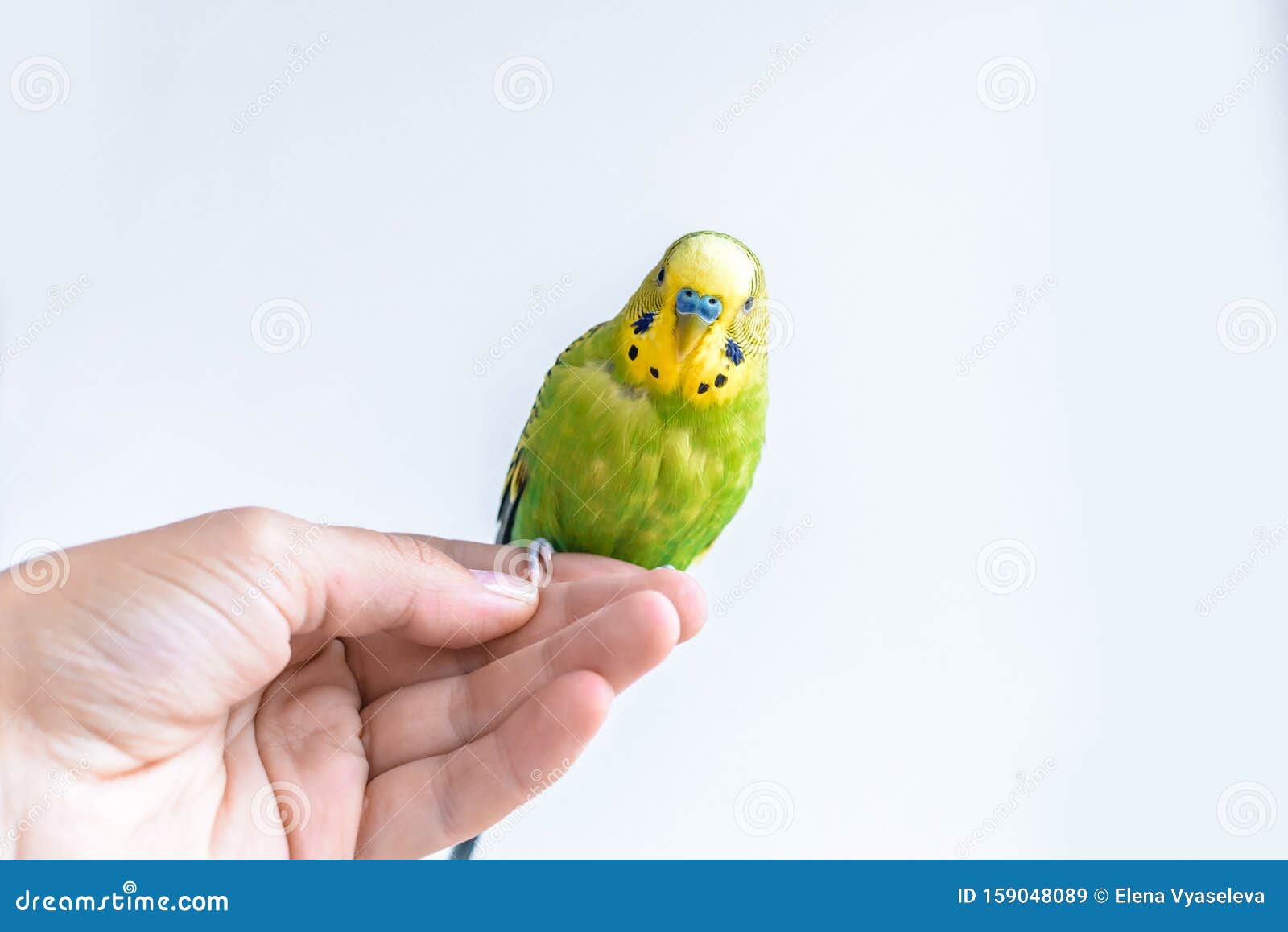 Periquito Australiano Engraçado Papagaio De Budgie Que Senta-se Na Corda E  Nos Jogos Foto de Stock - Imagem de casa, brinquedo: 109204718