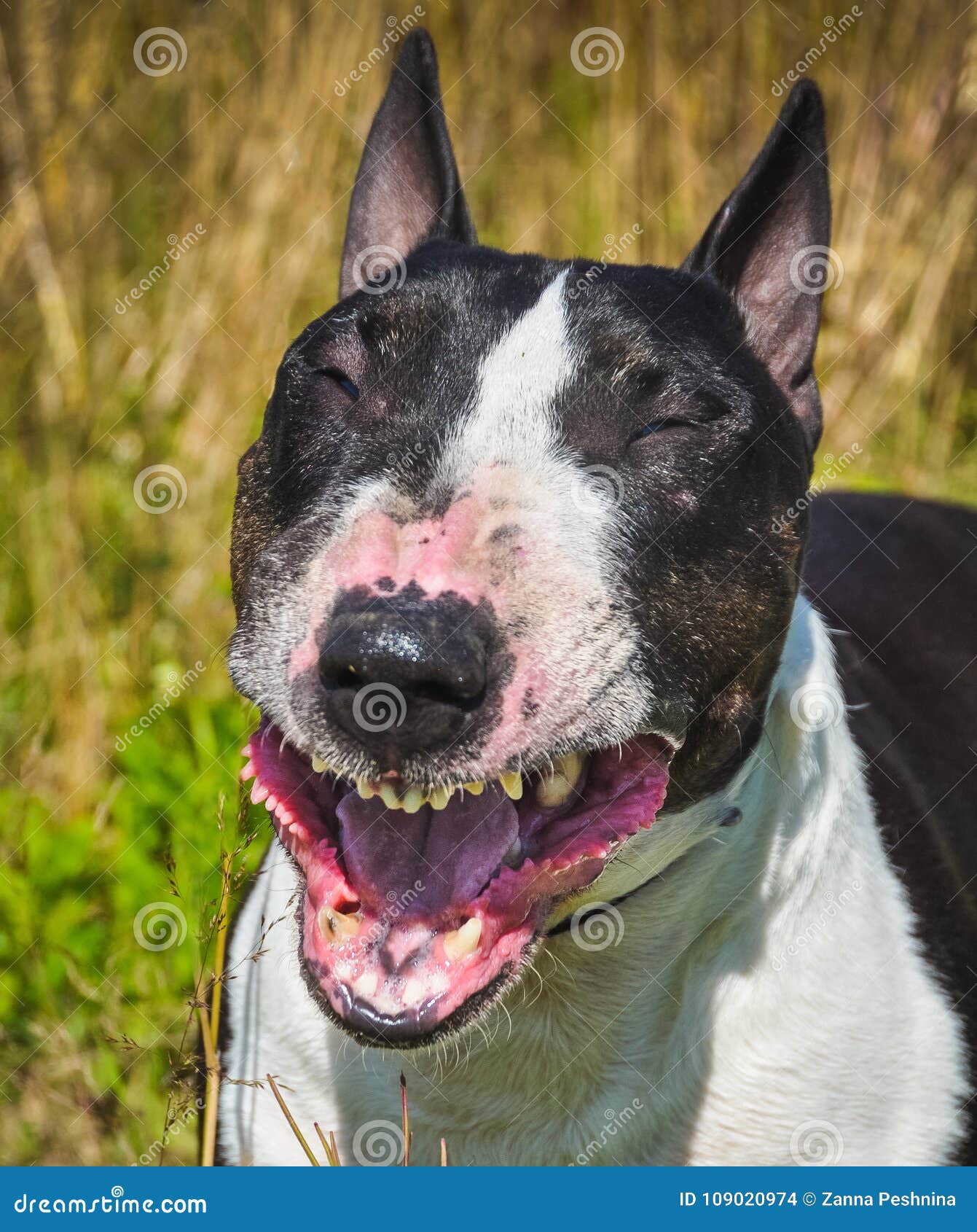 smiling staffordshire bull terrier