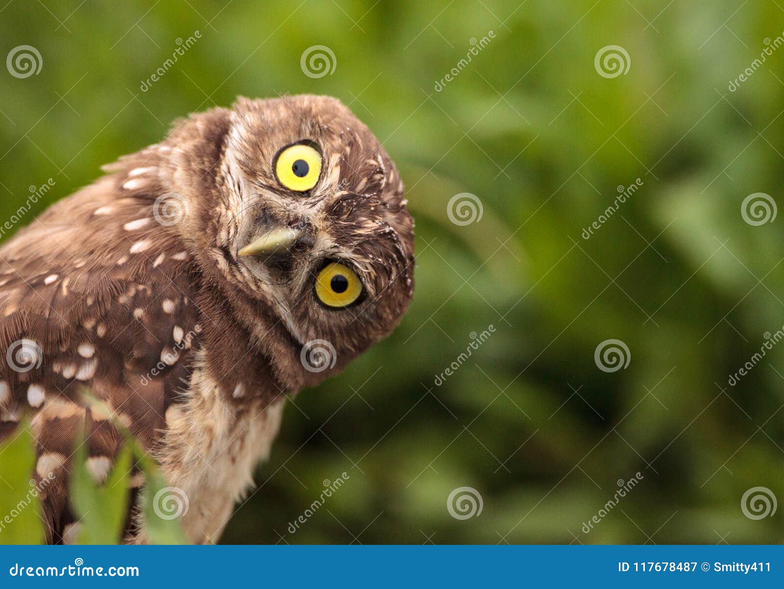 funny burrowing owl athene cunicularia tilts its head outside it