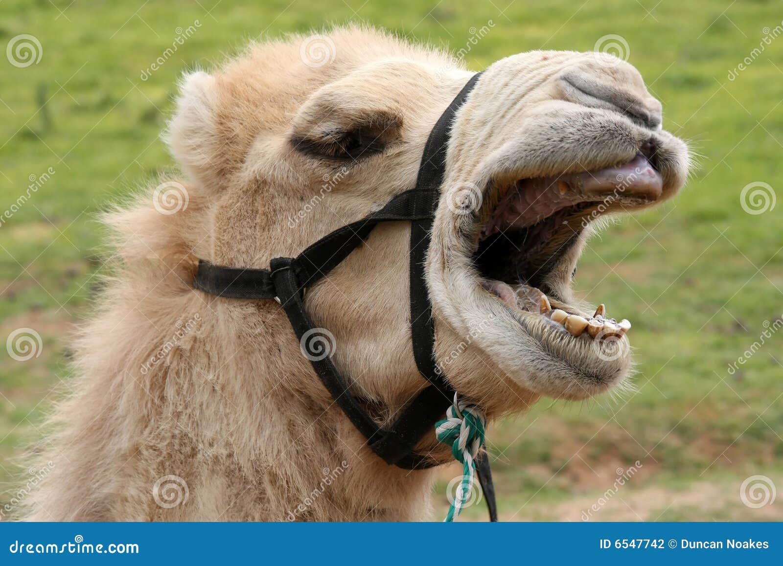 Funny Camel stock photo. Image of singing, gums, transport - 6547742