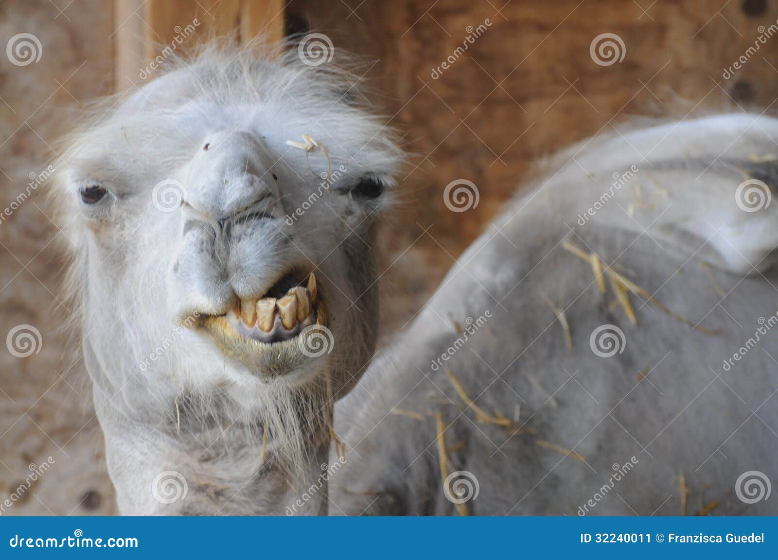 Funny Camel with Bad Teeth stock image. Image of closeup - 32240011