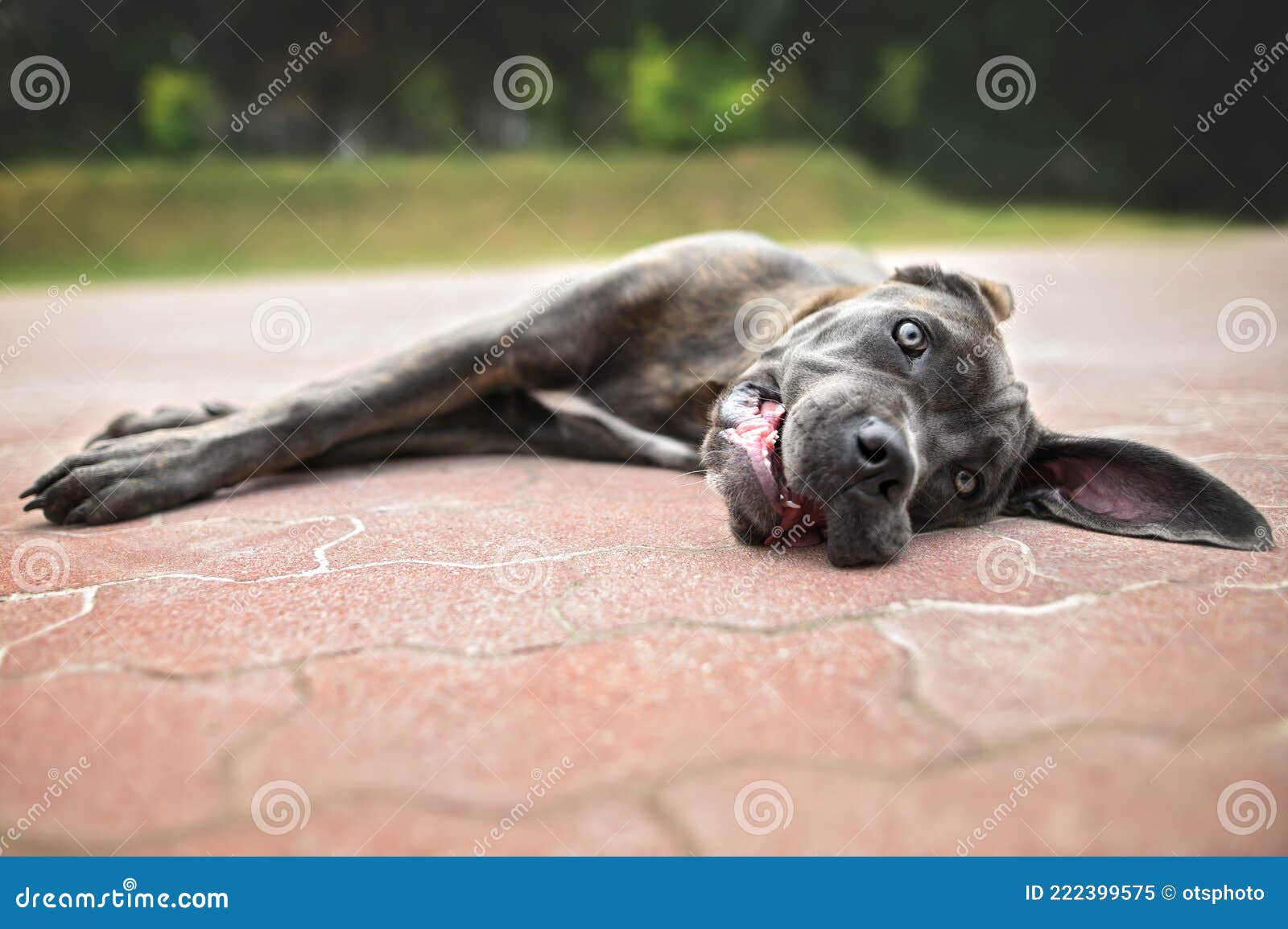 why do dogs lay on hot concrete