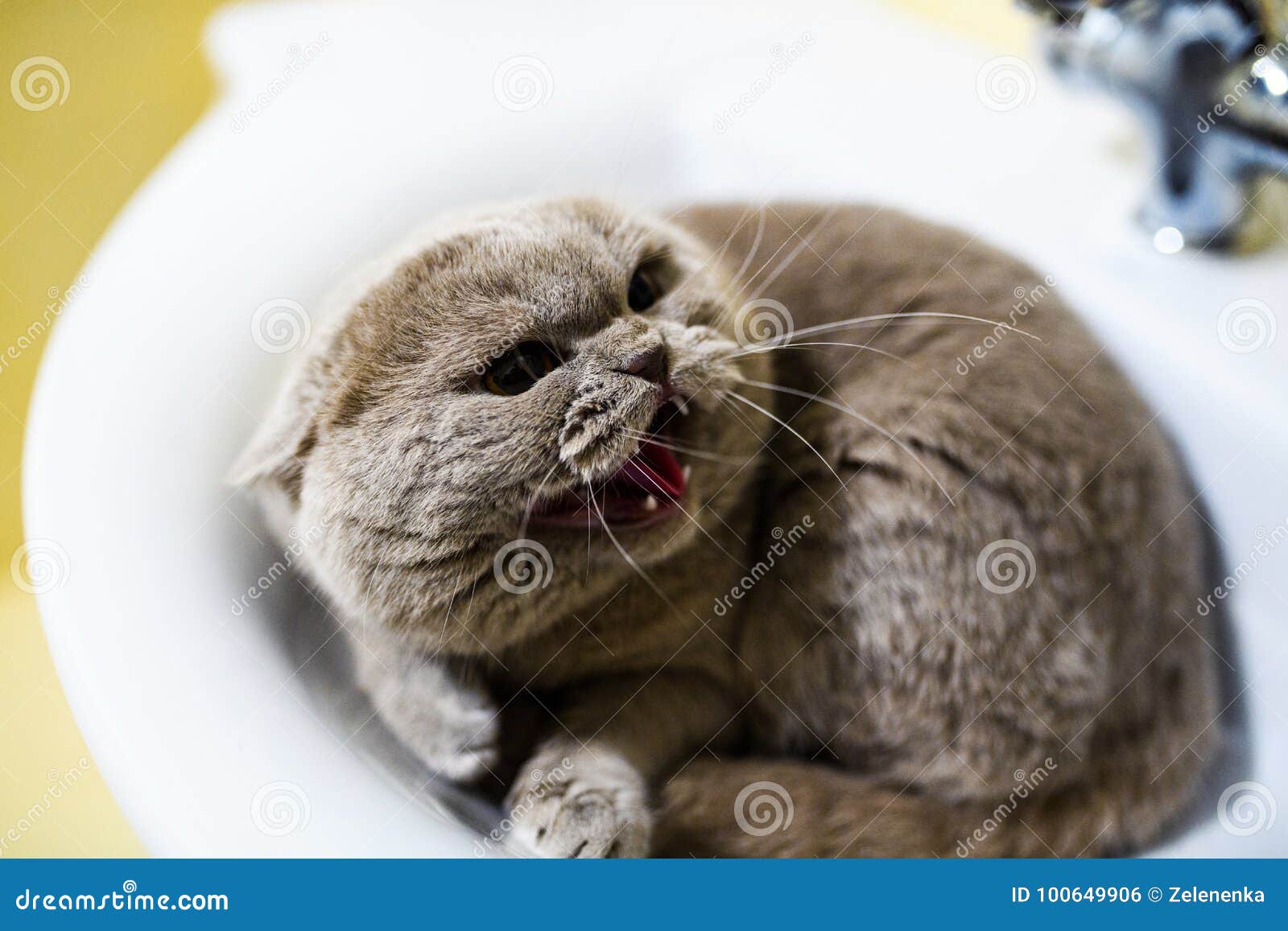 Angry Cat in the Bathroom Sink Stock Photo Image of eyes, sweet