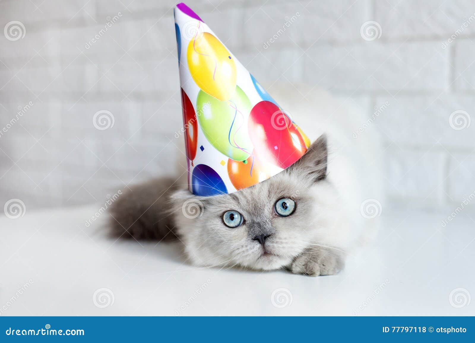 Funny Cat in a Birthday Hat Stock Photo Image of poster, banner 77797118
