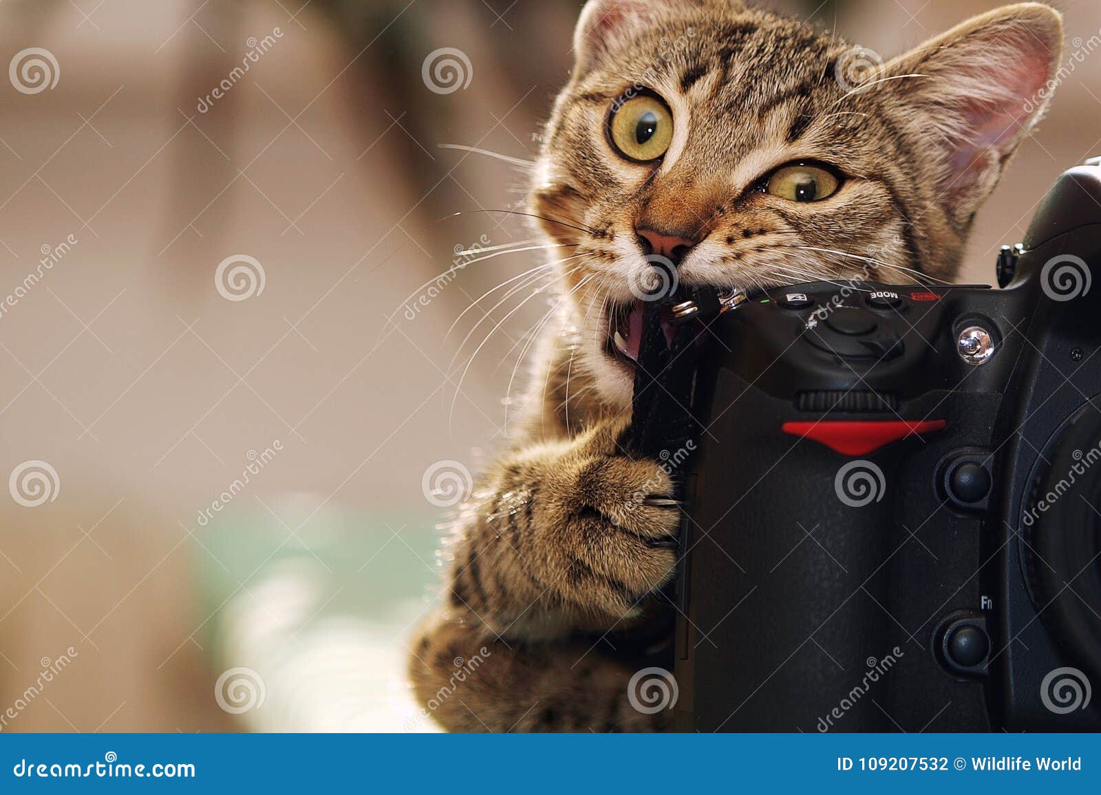 304,202 Funny Cat Stock Photos - Free & Royalty-Free Stock Photos from  Dreamstime