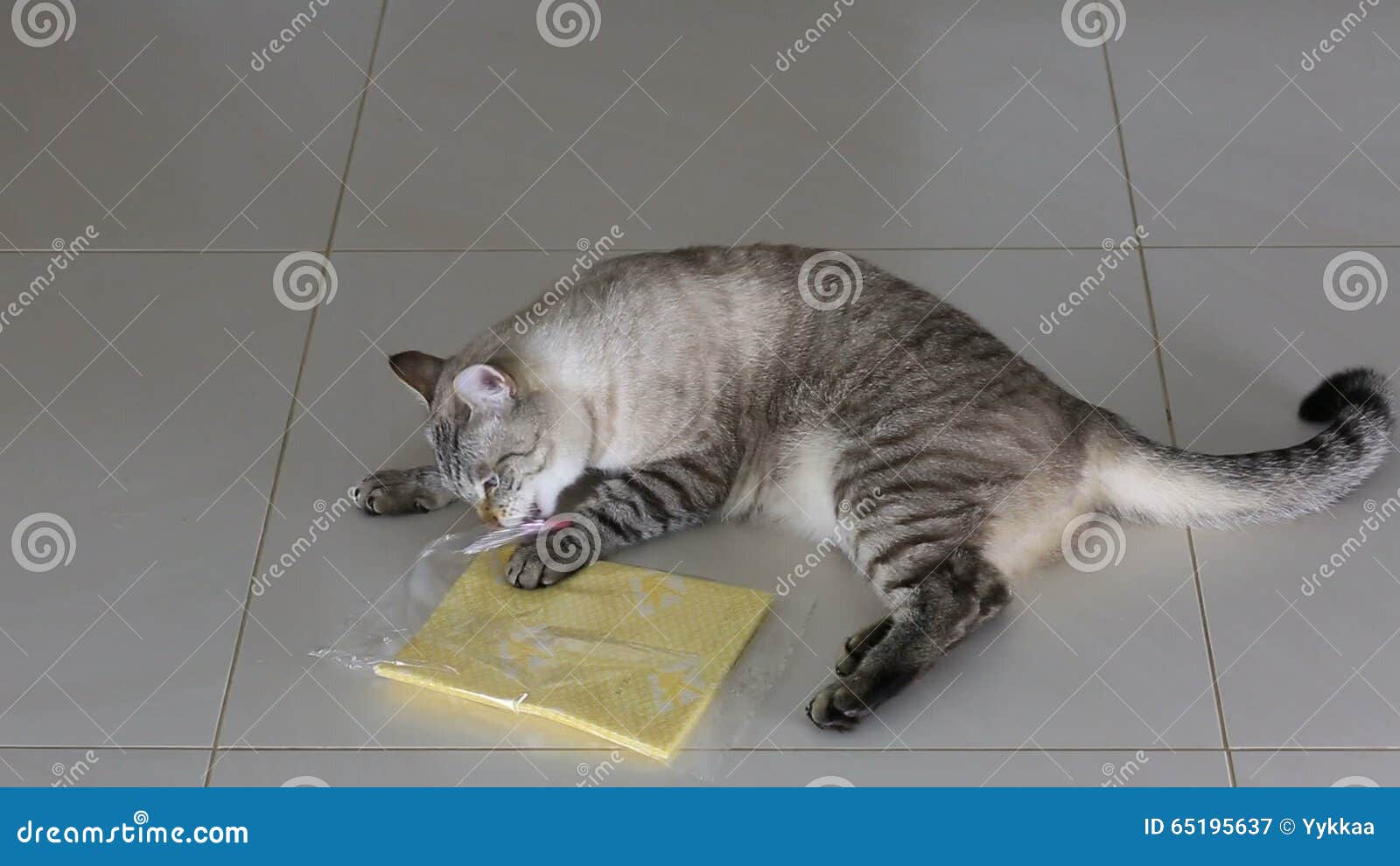 Funny Cat Chewing Plastic Bag Stock Video Video of male, isolated