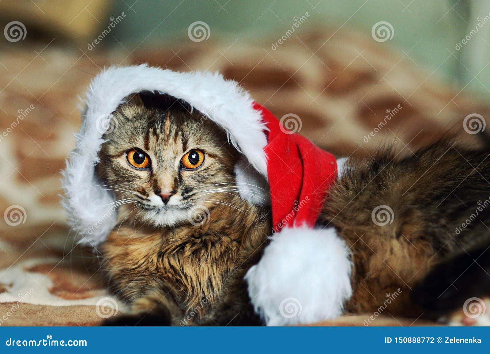 Funny cat in christmas hat stock photo. Image of december 150888772