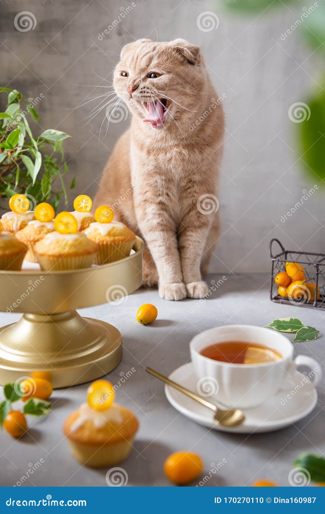 Funny Cat  With A Cup Of Tea And Lemon Muffins Cute  Cat  