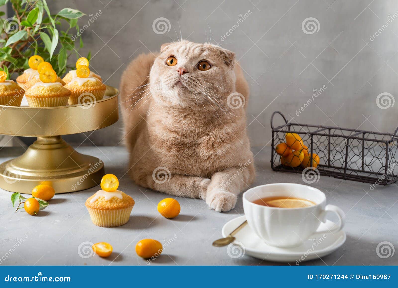 Funny Cat  With A Cup Of Tea And Muffins Cute  Cat  Poster 