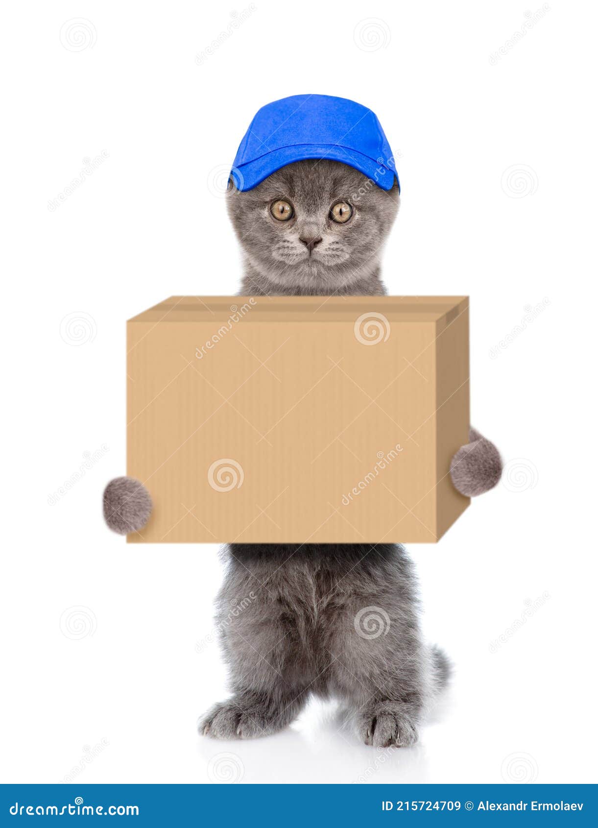 Funny Cat Delivering a Big Package. Isolated on White Background Stock