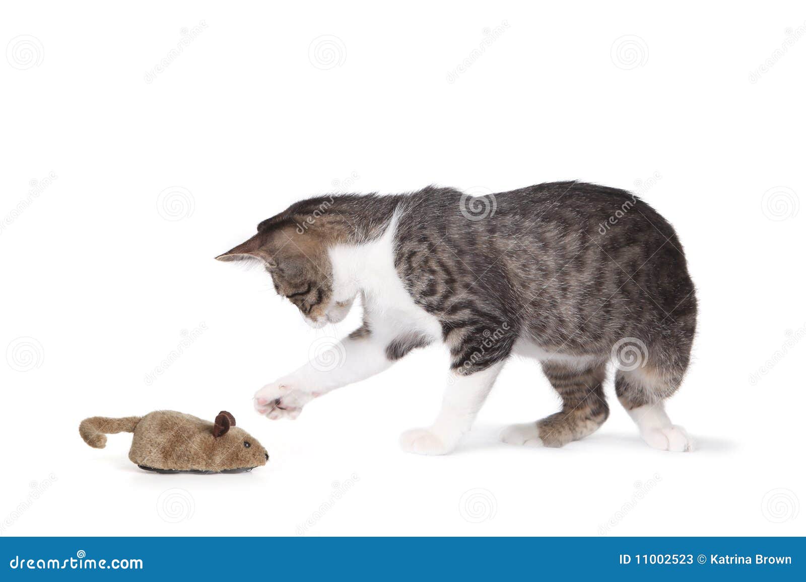 Funny Cat and Fake Mouse stock image. Image of kitty 11002523