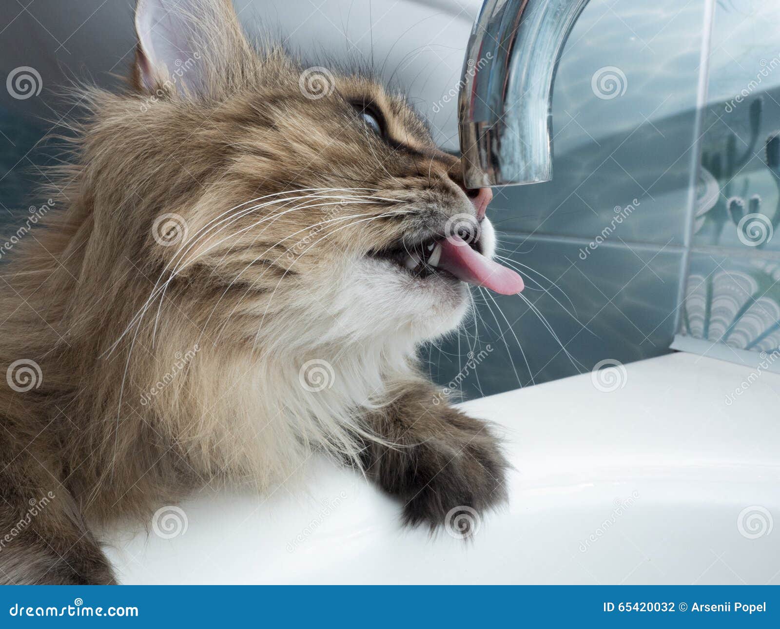4,224 Funny Animal Drinking Stock Photos - Free & Royalty-Free Stock Photos from Dreamstime 4,224 Funny Animal Drinking Stock Photos - Free & Royalty-Free Stock Photos from Dreamstime