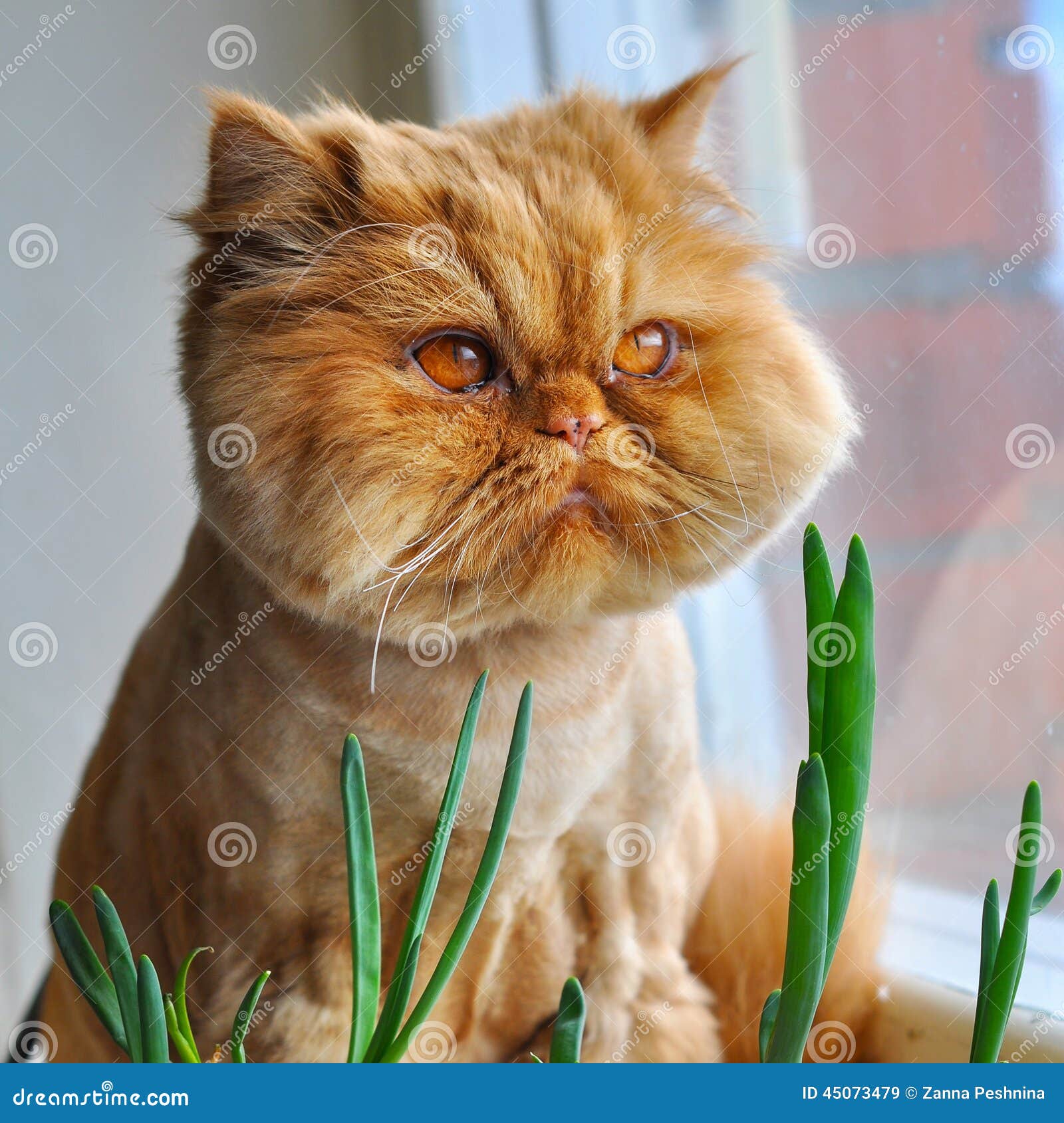 Funny cat and green onions stock image. Image of friend 45073479