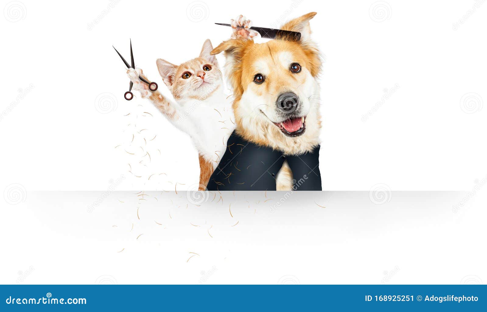 funny cat grooming dog web banner