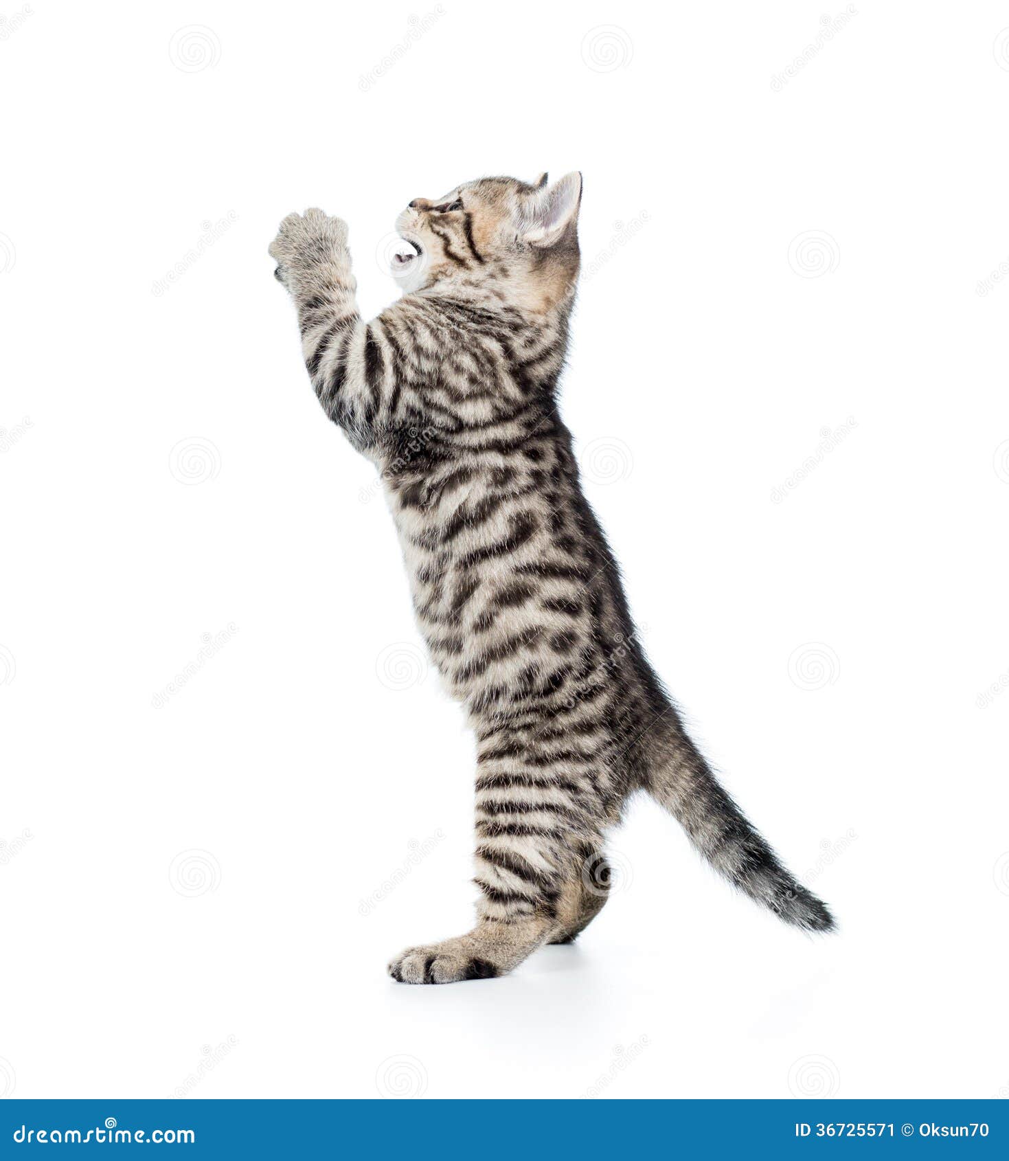 Collection 104+ Pictures Cat Standing Up On Hind Legs Latest