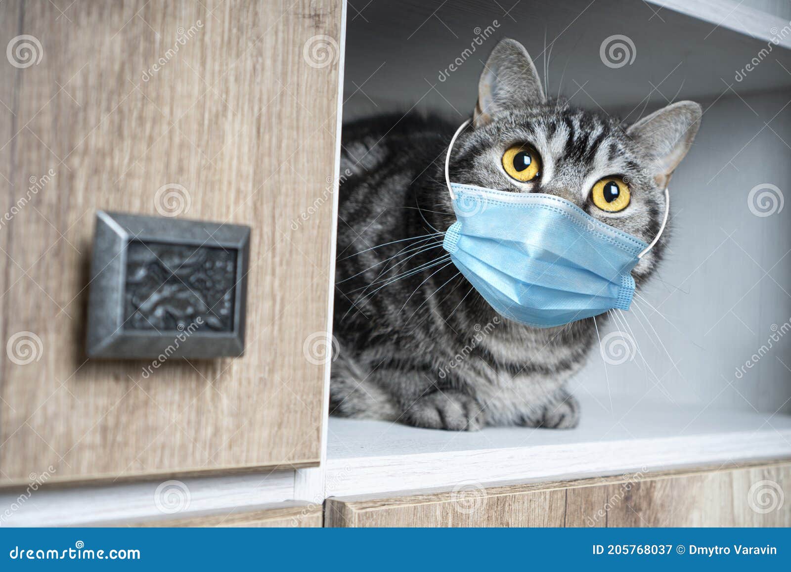 Funny Cat in a Medical Mask is Afraid of Quarantine Stock Image Image