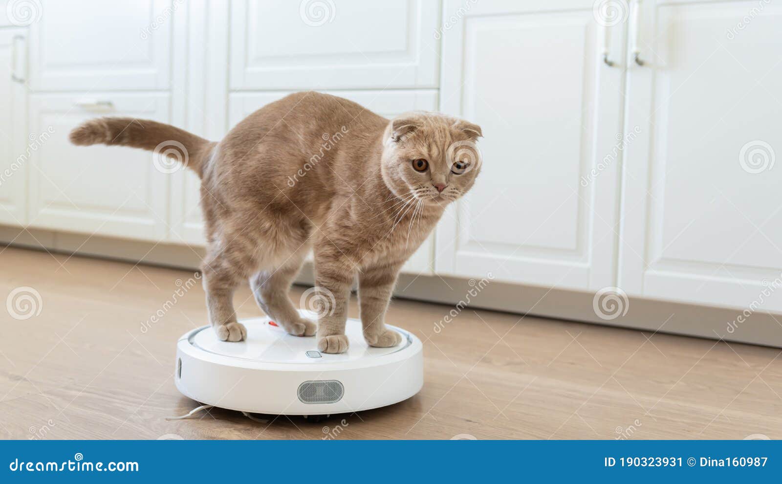 Funny Cat with a Robot Vacuum Cleaner. Pet Friendly Smart Vacuum Stock Image - of automatic, 190323931