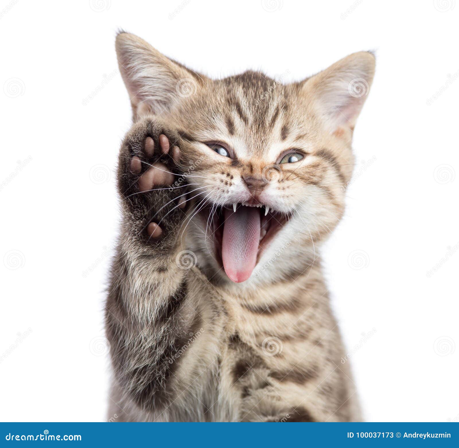 funny cat portrait with open mouth and raised paw 