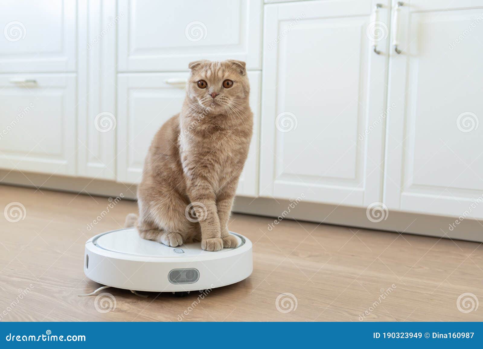 Funny Cat Sitting on a Robot Vacuum Cleaner. Pet Friendly Smart Vacuum Cleaner Stock - Image of dust, electronic: 190323949