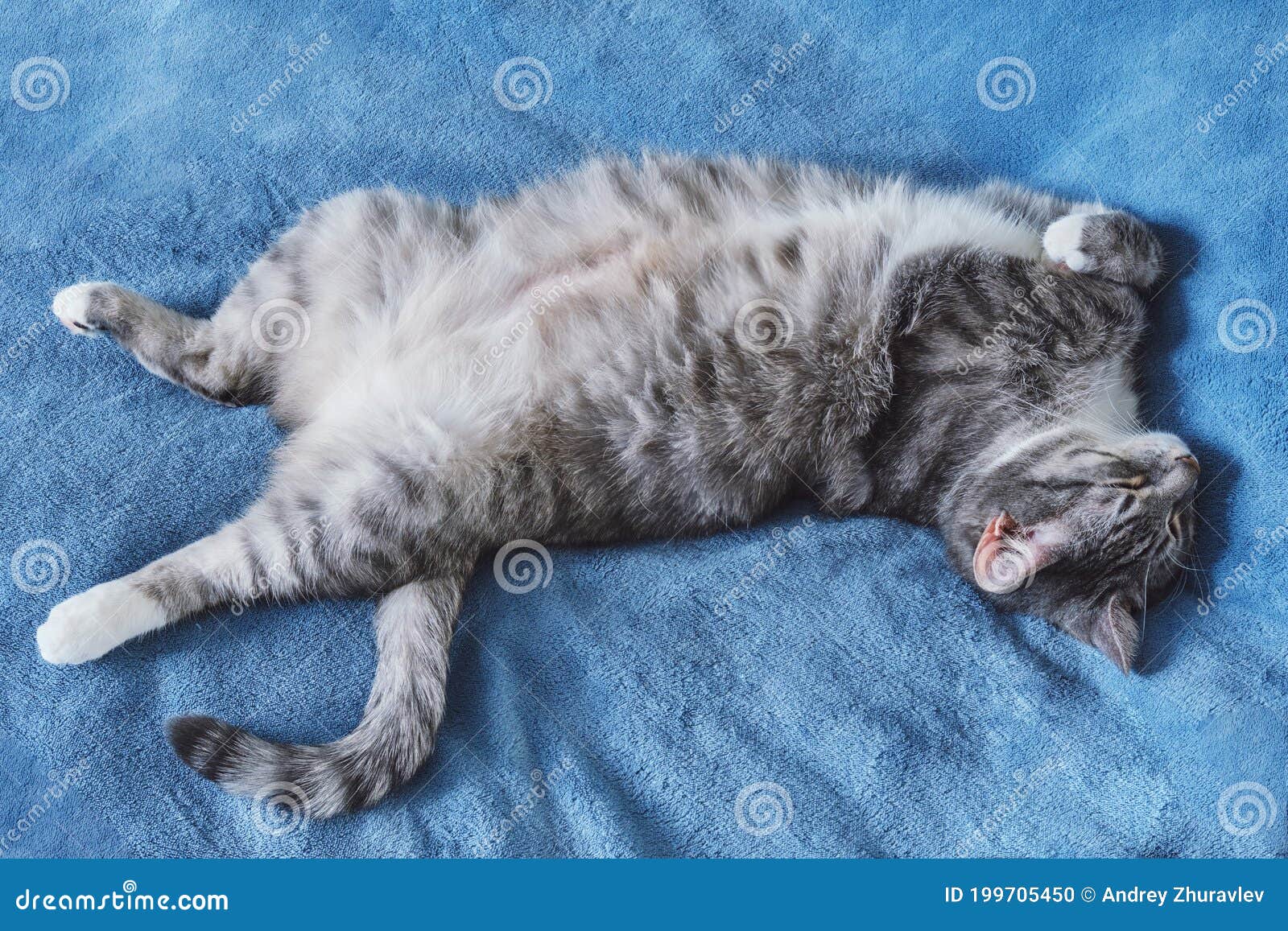 Funny Cat Sleeping on His Back in a Blue Bed Stock Photo Image of