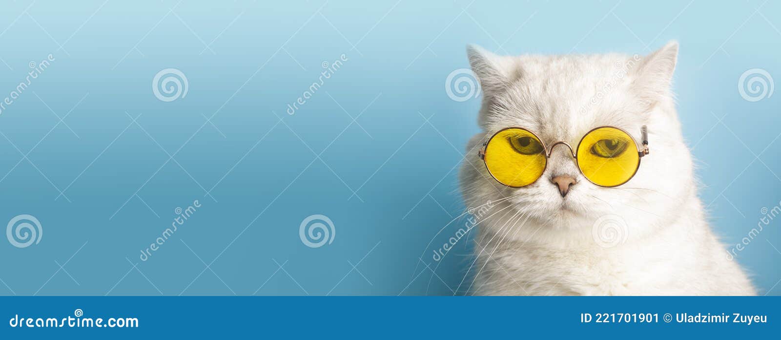 Funny Cat in Sunglasses. Cat with Glasses on a Light Blue Clean Sunny Background Stock Image - Image of kitty, vacation: 221701901 Funny Cat in Sunglasses. Cat with Glasses on a Light Blue Clean Sunny Background Stock Image - Image of kitty, vacation: 221701901