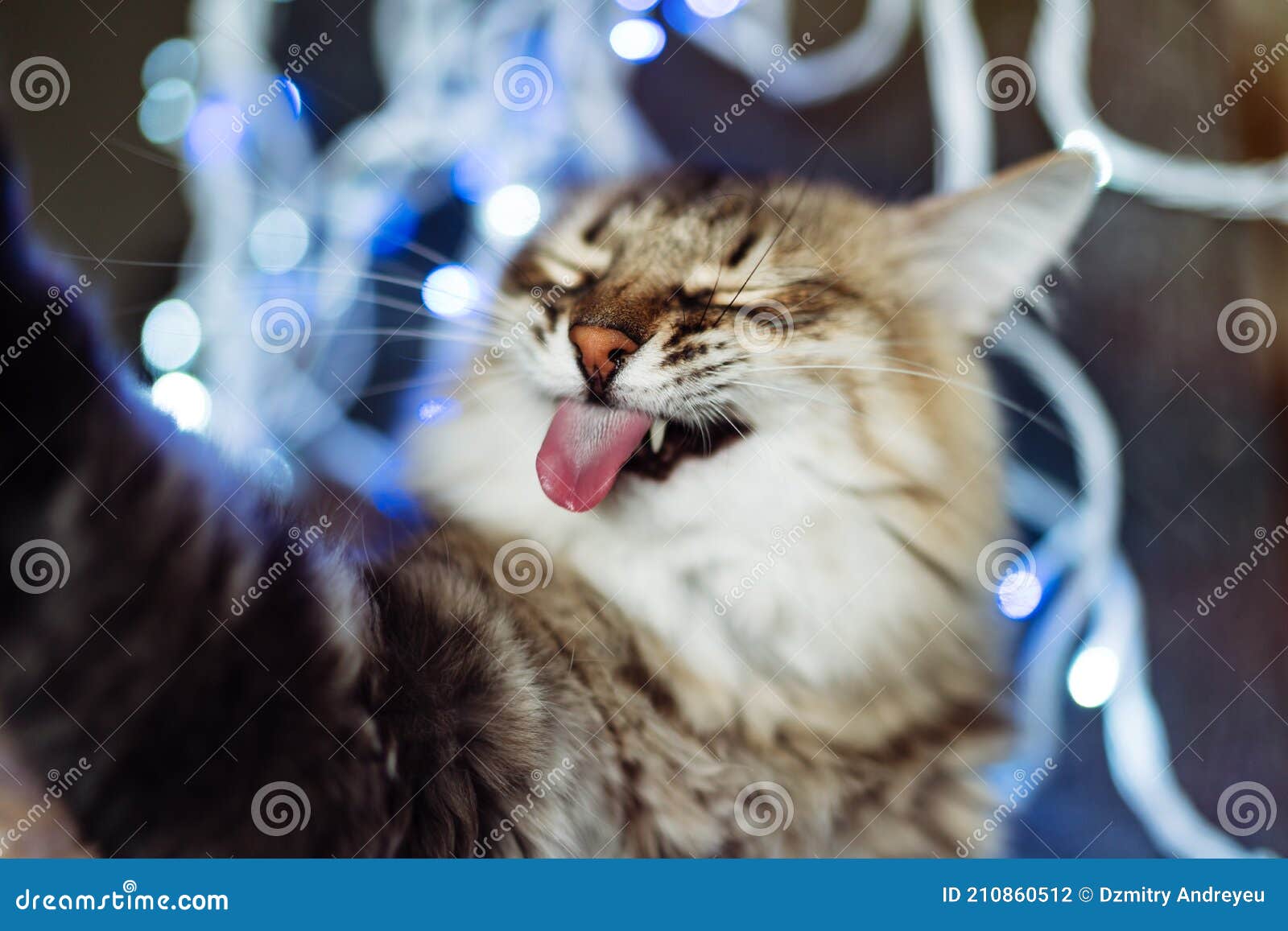 Funny Cat Taking Selfie on Smartphone Stock Photo - Image of eyes, background: 210860512 Funny Cat Taking Selfie on Smartphone Stock Photo - Image of eyes, background: 210860512