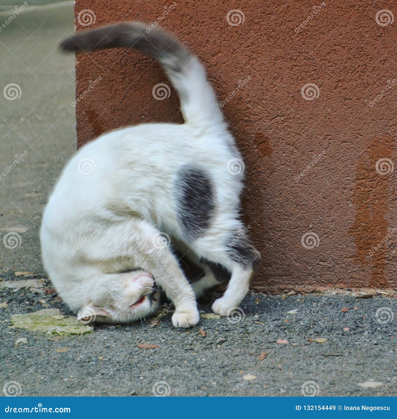 Funny cat upside-down. stock image. Image of playing - 132154449