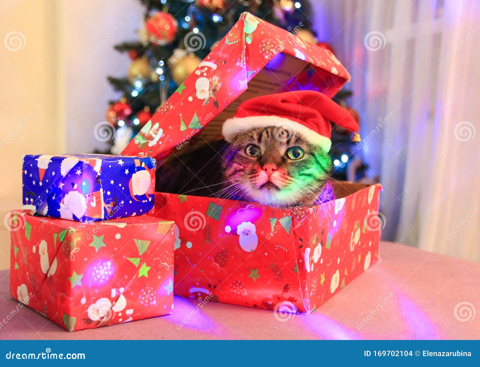 Funny Cat Wearing Santa Hat Inside A Present Box Stock Photo Image Of Funny Santa 169702104
